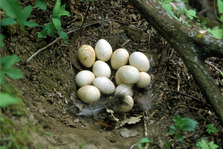 Wild Turkey Eggs Photo Credit:  nwtf.org