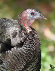 Close-up of a female Gould's Wild Turkey (Meleagris gallopavo mexicana)